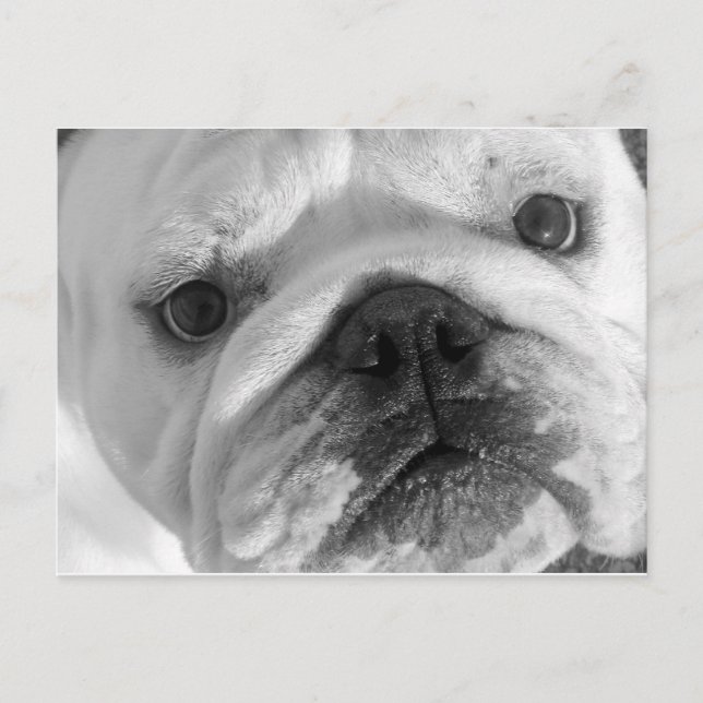 A New Friend Postcard (Front)