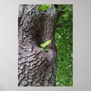 A new twig poster