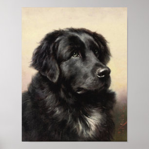 A Newfoundland Poster