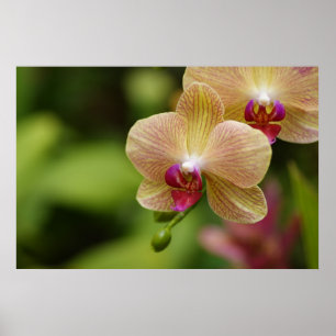 A nice couple poster