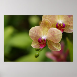 A nice couple poster