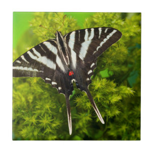 A North American Swallowtail Butterfly Ceramic Tile