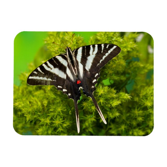 A North American Swallowtail Butterfly Magnet (Horizontal)