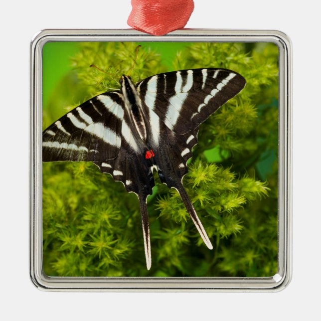 A North American Swallowtail Butterfly Metal Ornament (Front)