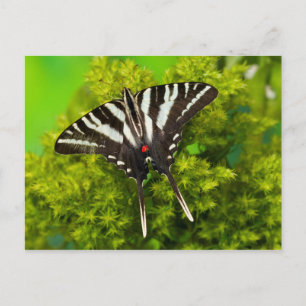 A North American Swallowtail Butterfly Postcard