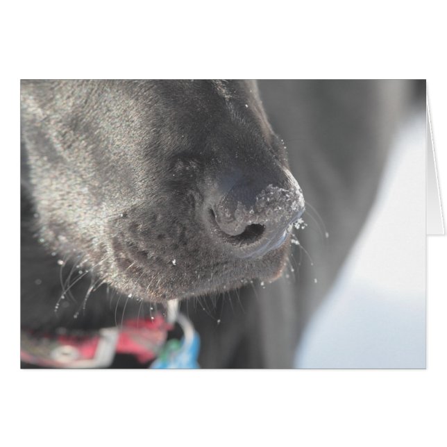 A Nose in Winter (Front Horizontal)