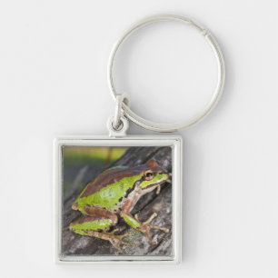 A Pacific treefrog perched on a log Key Ring