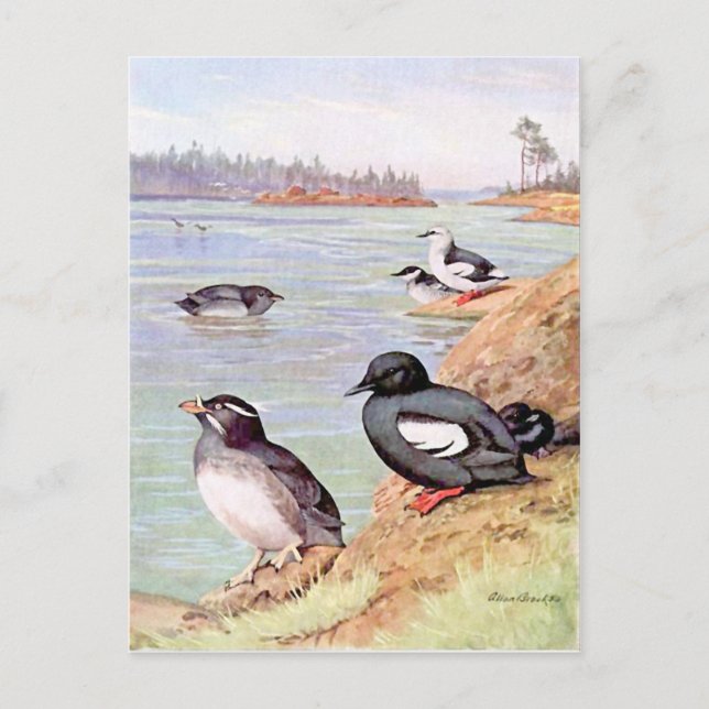 A Painting of Rhinoceros Auklets and Pigeon Uuille Postcard (Front)