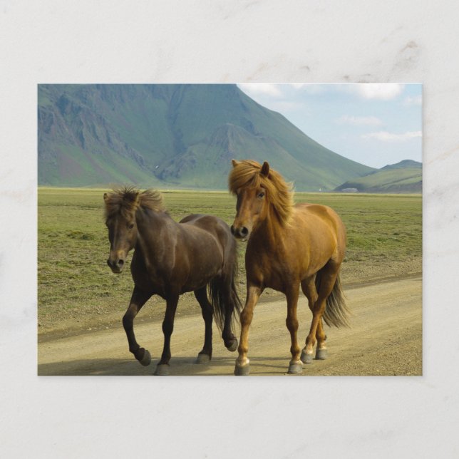 A Pair of Brown Icelandic Ponies Postcard (Front)