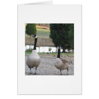 A Pair Of Canada Geese