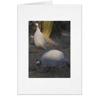 A Pair Of Coral Blue Guineas