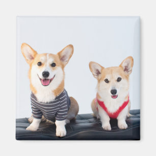 A Pair Of Corgis Sitting On A Bench Magnet