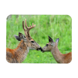 A Pair of Deer Magnet