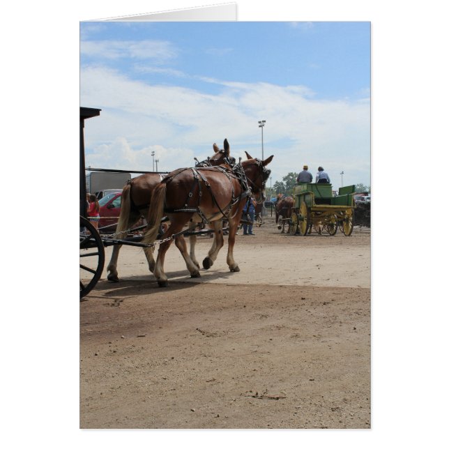 A Pair of Draught Mules at an Iowa Ag Festival (Front)
