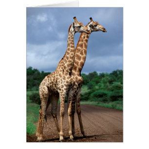 A Pair Of Giraffes On Road, Kruger National