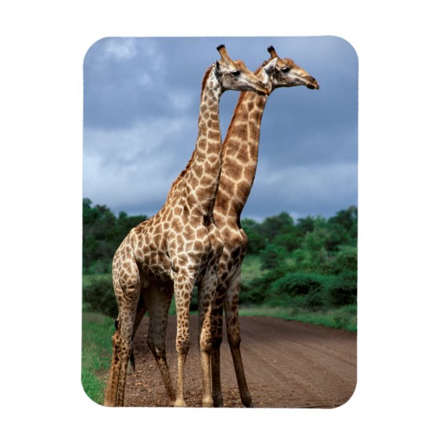A Pair Of Giraffes On Road, Kruger National Magnet (Vertical)