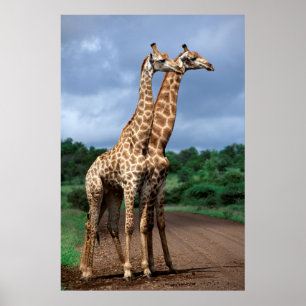 A Pair Of Giraffes On Road, Kruger National Poster