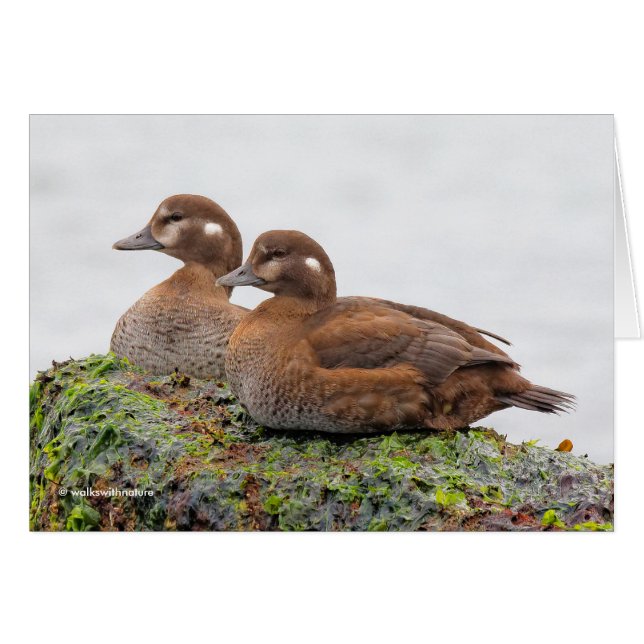 A Pair of Harlequin Ducks on the Rocks (Front Horizontal)