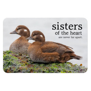 A Pair of Harlequin Ducks on the Rocks Magnet
