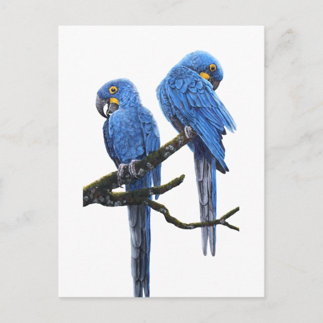 A Pair of Hyacinth Macaws Postcard (Front)