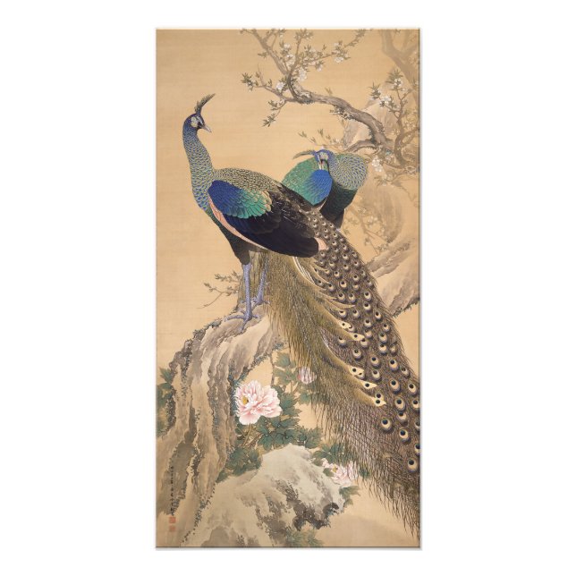 A Pair of Peacocks in Spring by Imao Keinen Photo Print (Front)