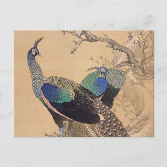 A Pair of Peacocks in Spring by Imao Keinen Postcard (Front)