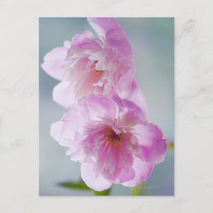 A Pair of Pink Peony Flowers Postcard
