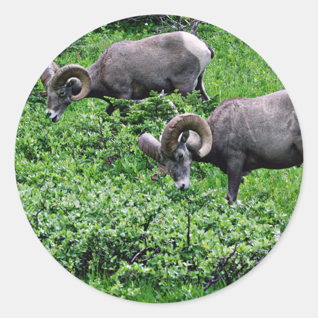 A Pair of Rams Grazing Classic Round Sticker (Front)