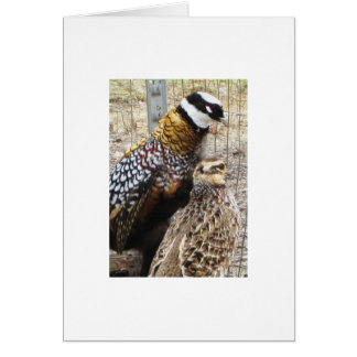 A Pair Of Reeves Pheasants