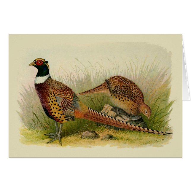 A pair of Ring necked pheasants in a grassy field (Front Horizontal)