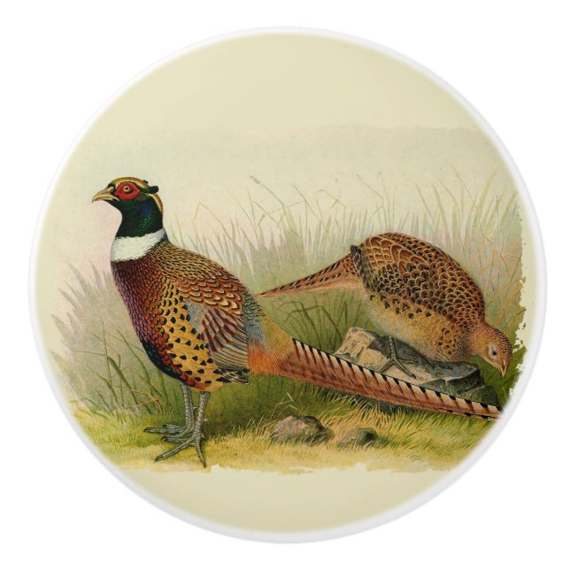 A pair of Ring necked pheasants in a grassy field Ceramic Knob (Front)