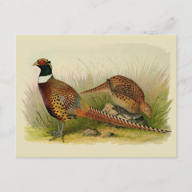 A pair of Ring necked pheasants in a grassy field Postcard (Front)