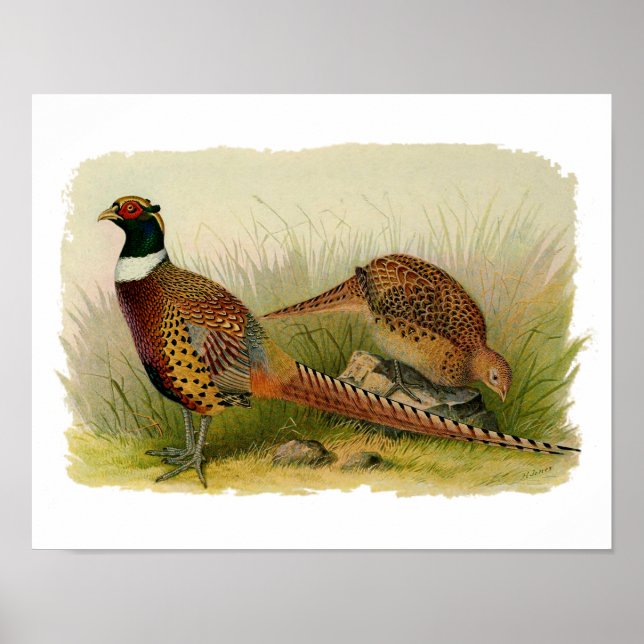 A pair of Ring necked pheasants in a grassy field Poster (Front)