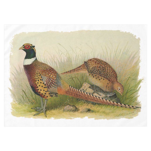 A pair of Ring necked pheasants in a grassy field Tablecloth (Front (Horizontal))
