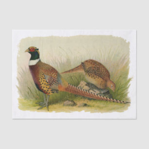 A pair of Ring necked pheasants in a grassy field Tissue Paper
