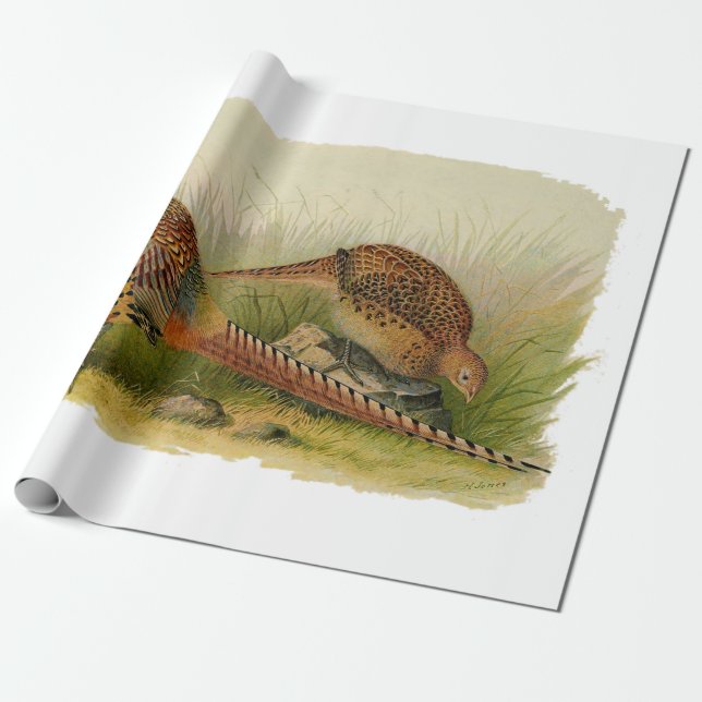 A pair of Ring necked pheasants in a grassy field Wrapping Paper (Unrolled)