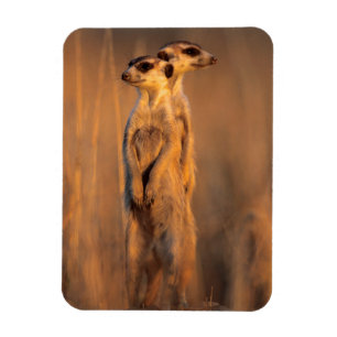 A pair of Suricates standing on a rock at sunset Magnet