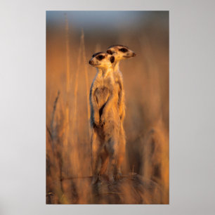 A pair of Suricates standing on a rock at sunset Poster