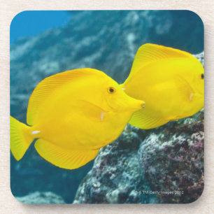 A Pair of Yellow Tangs Coaster