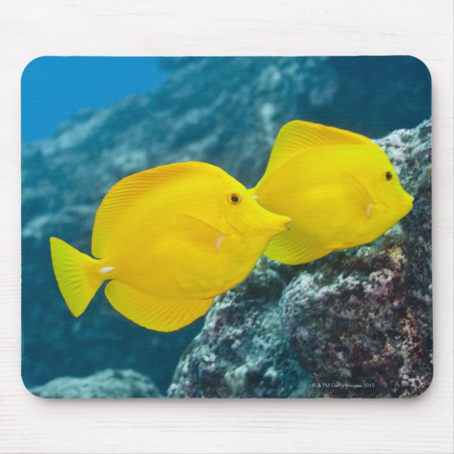 A Pair of Yellow Tangs Mouse Pad (Front)
