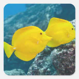 A Pair of Yellow Tangs Square Sticker