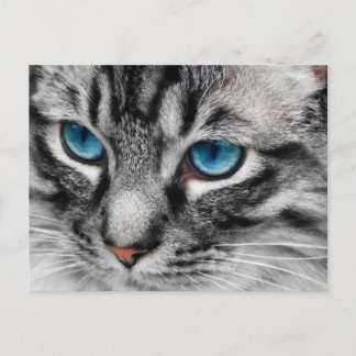 A-PAL - Silver Tabby Cat with Blue Eyes Close Up Postcard