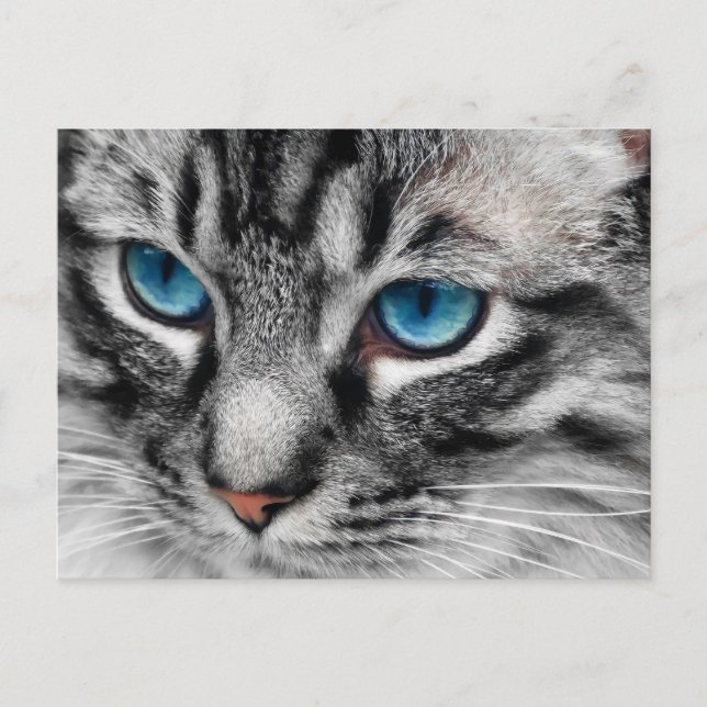 A-PAL - Silver Tabby Cat with Blue Eyes Close Up Postcard (Front)