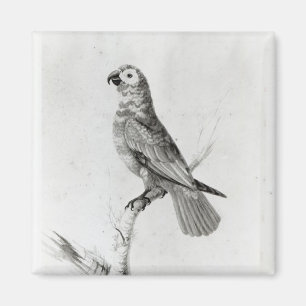 A Parrot, 1786 Magnet