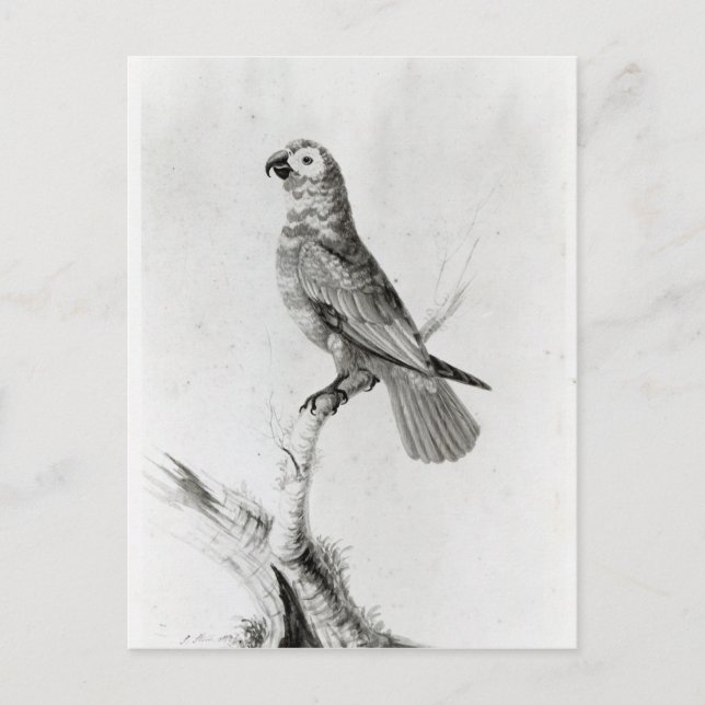 A Parrot, 1786 Postcard (Front)