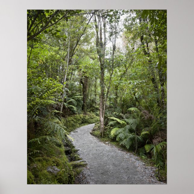A path through a rain forest at the base of poster (Front)