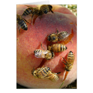 A Peach For The Bees