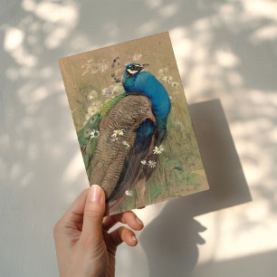 A Peacock and Marguerites   Edwin John Alexander Card