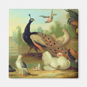 A Peacock, Doves, Chickens and a Jay in a Park Magnet