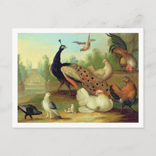 A Peacock, Doves, Chickens and a Jay in a Park Postcard (Front)